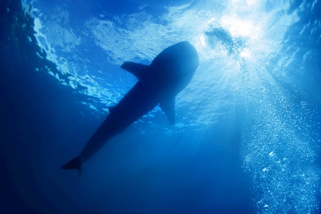 A silhouette of a shark as seen from below
