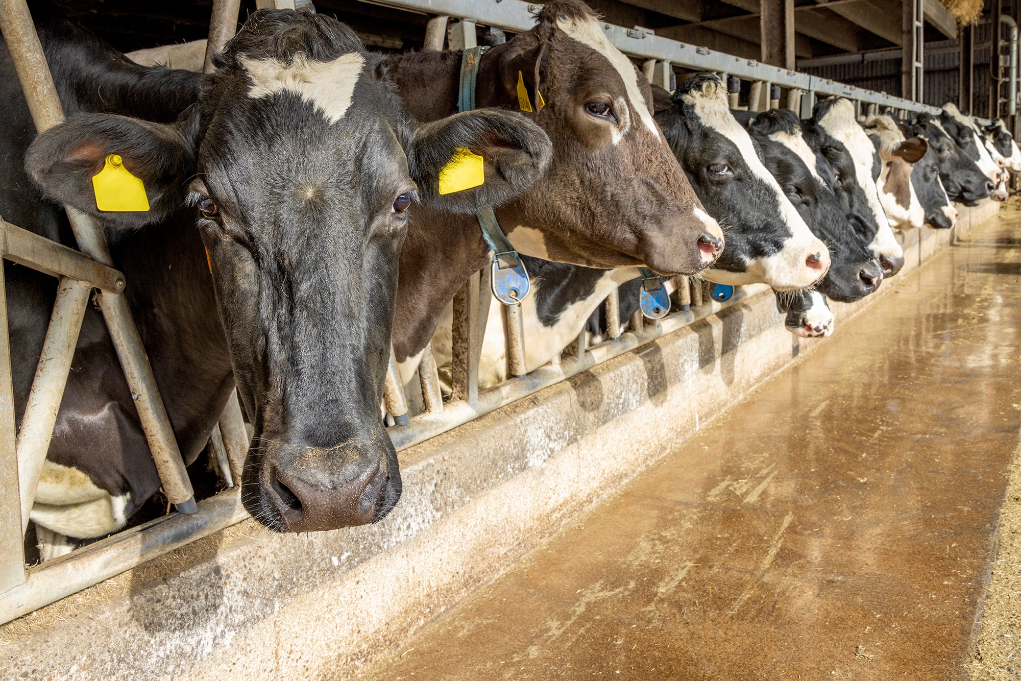 Cow in a barn in a row waiting for feeding time, peeking through bars
