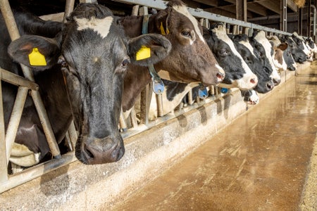 Cow in a barn in a row waiting for feeding time, peeking through bars