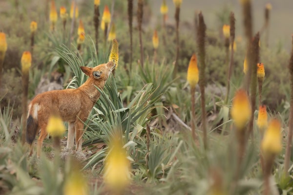 Photo of an Ethiopian wolf standing among flowering Ethiopian red hot poker plants and sucking nectar from the flowers.