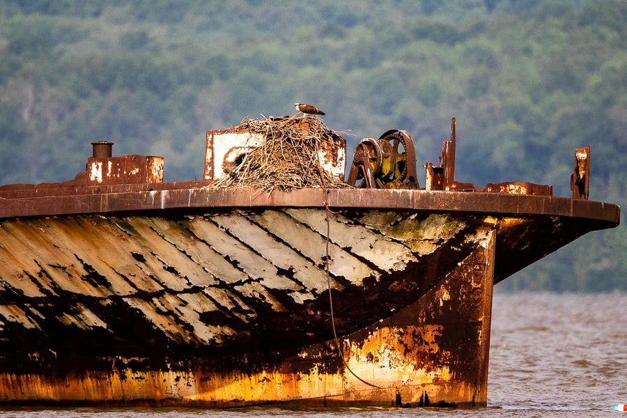 An osprey stands on its nest on top of a shipwreck in the Mallows Bay "Ghost Fleet"