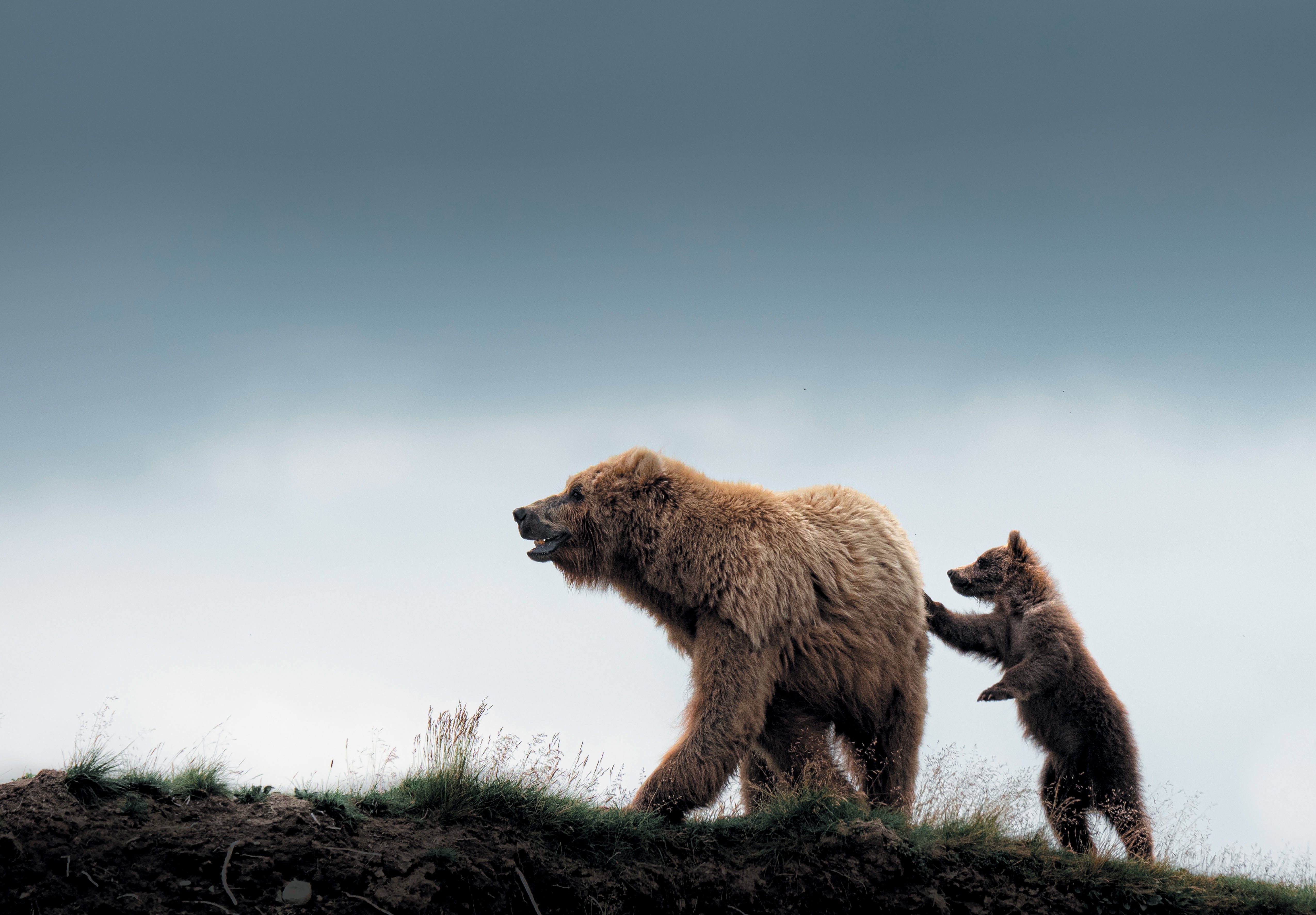 A large grizzly bear and a bear cub