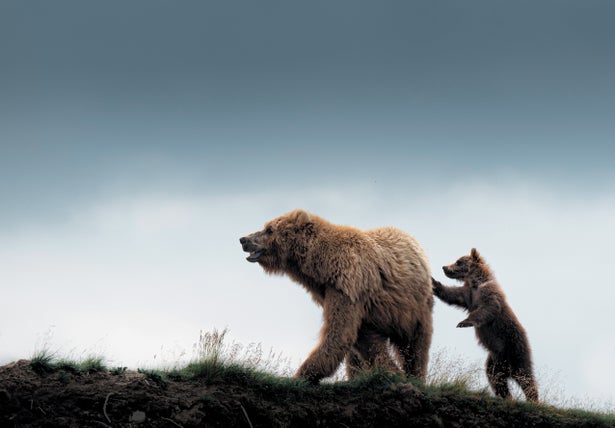 A large grizzly bear and a bear cub