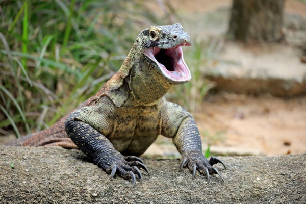 Komodo dragon on a rock with open mouth