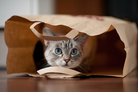 Cute grey tabby with blue eyes in grocery bag