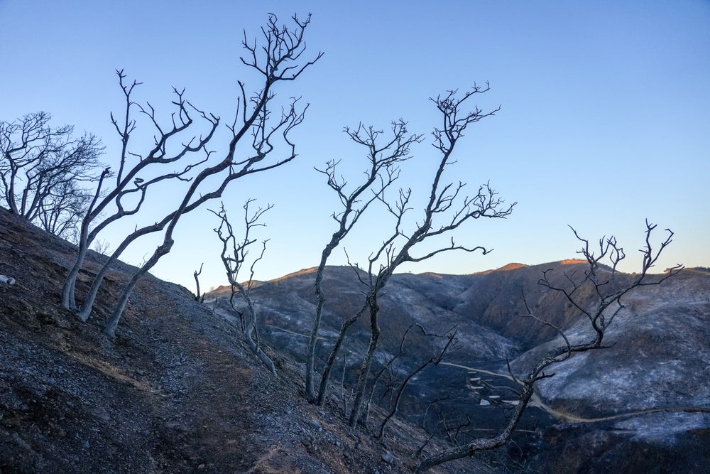 Árboles quemados en la ladera de una colina después de un incendio.
