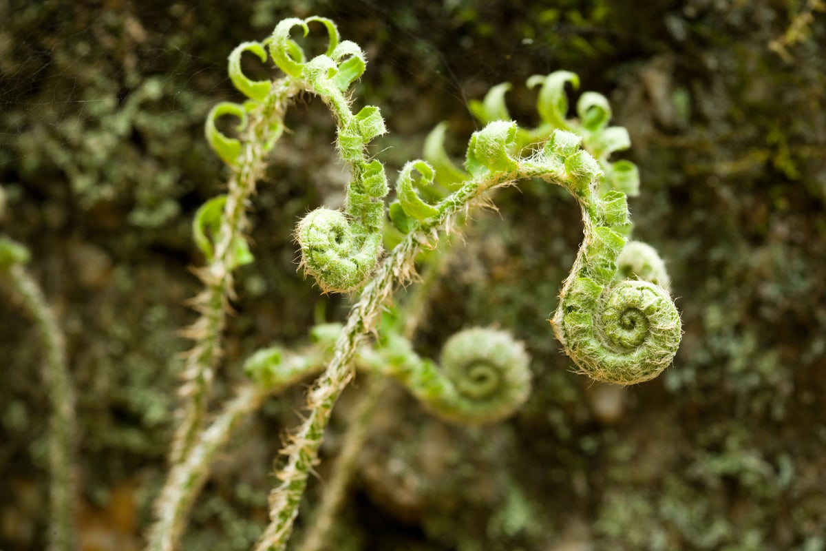 Ferns’ ‘Backward’ Evolution Reveals Life’s Meandering Path | Scientific ...