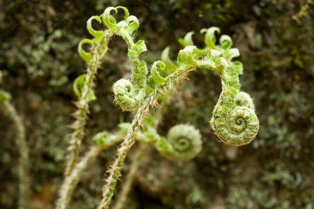 Fiddlehead of a Christmas Fern.