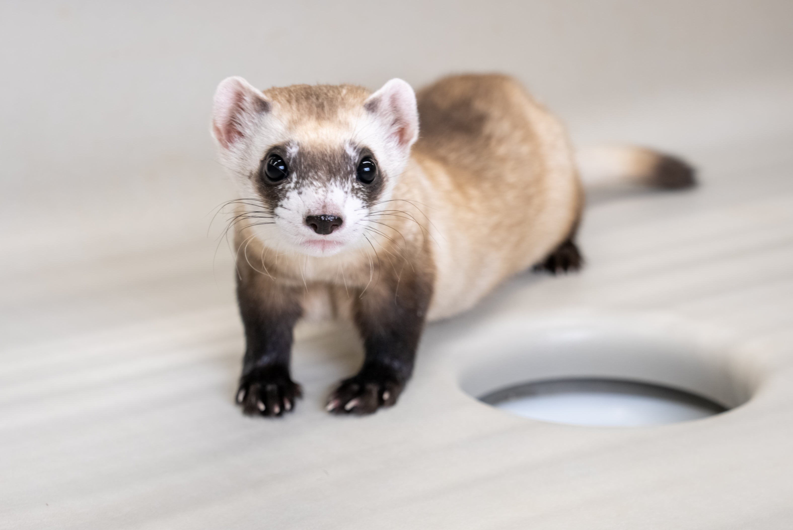 Young black-footed ferret clone on table