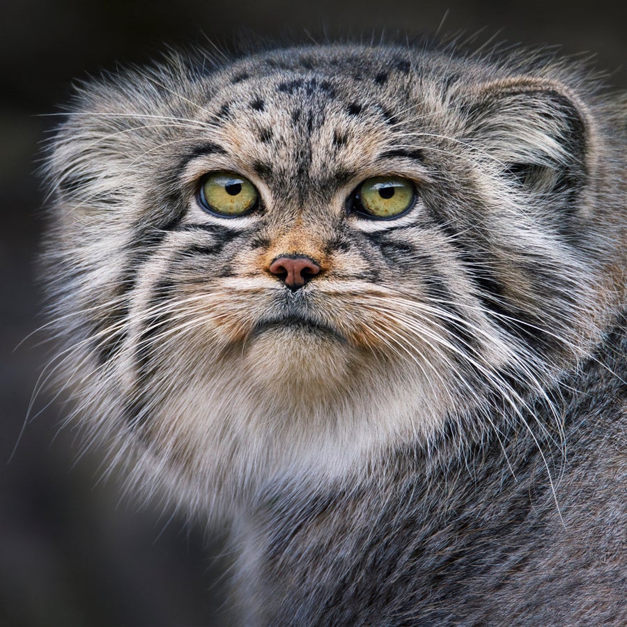 A small wild feline with a flat face and a seemingly grumpy expression