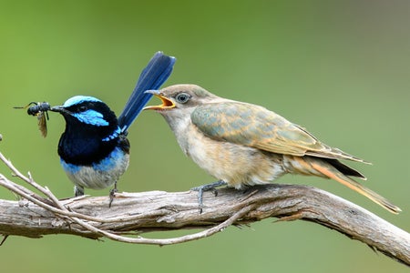 Blue bird with insect in beak ready to feed cuckoo on a twig