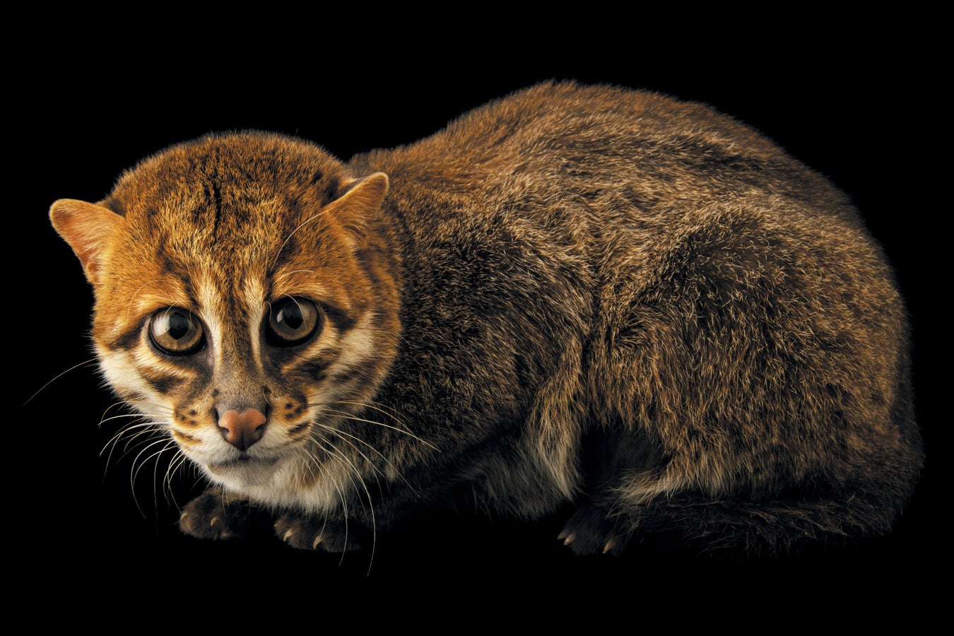 Which Lost Species May be Found Again? Huge Study Reveals Clues