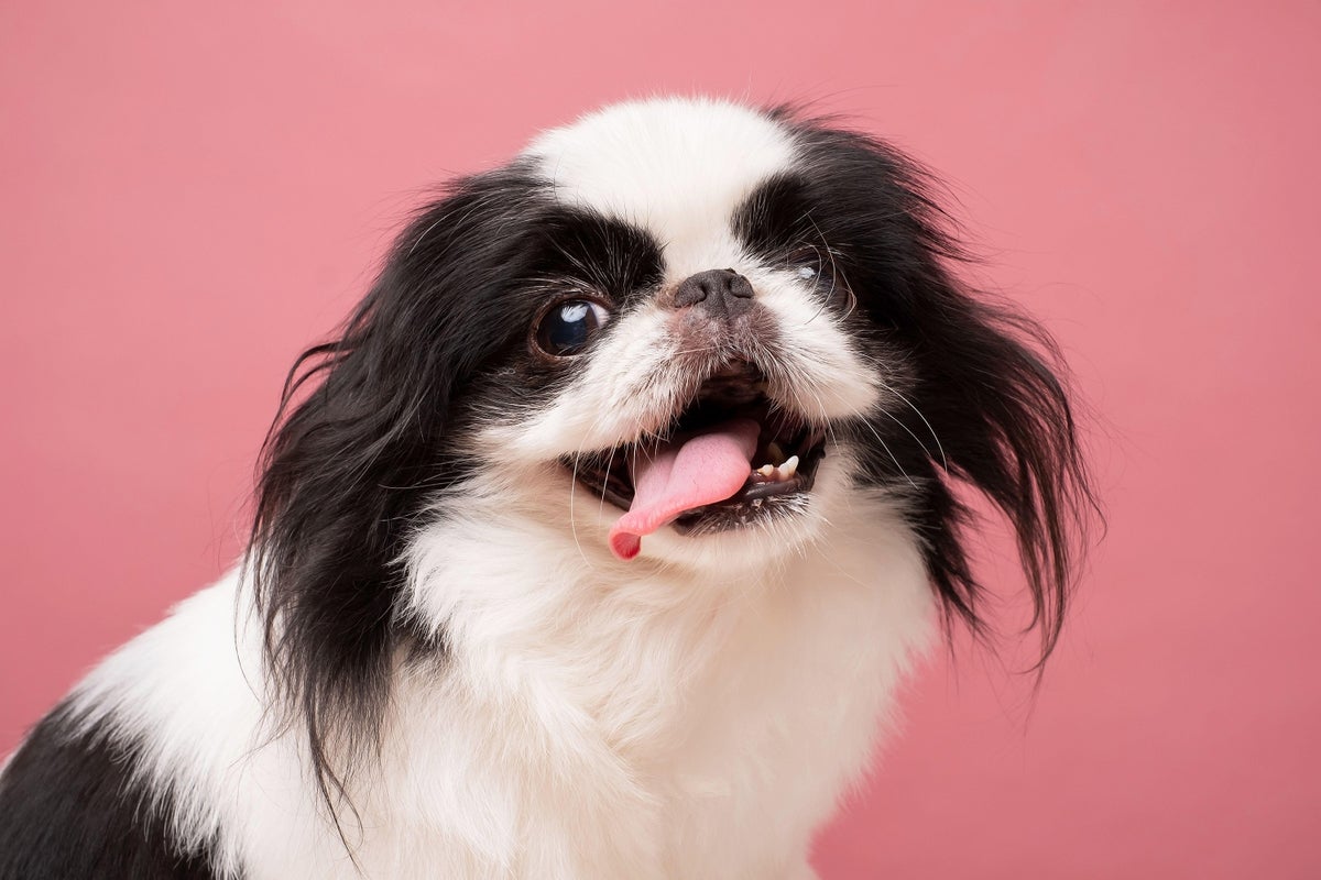 Breeding for ‘Cuteness’ Is Making Dogs and Cats Look More Alike