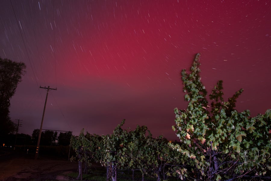 Pink aurora lights with small star trails seen with vines in the foreground at the bottom of the image.