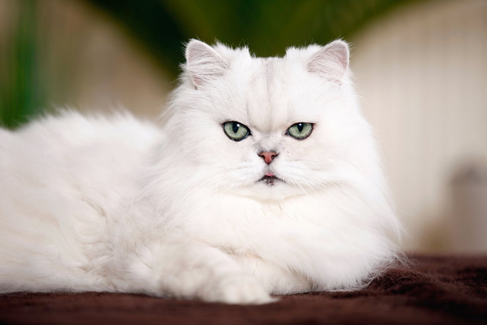 Gato persa blanco con ojos verdes, pequeña nariz y boca