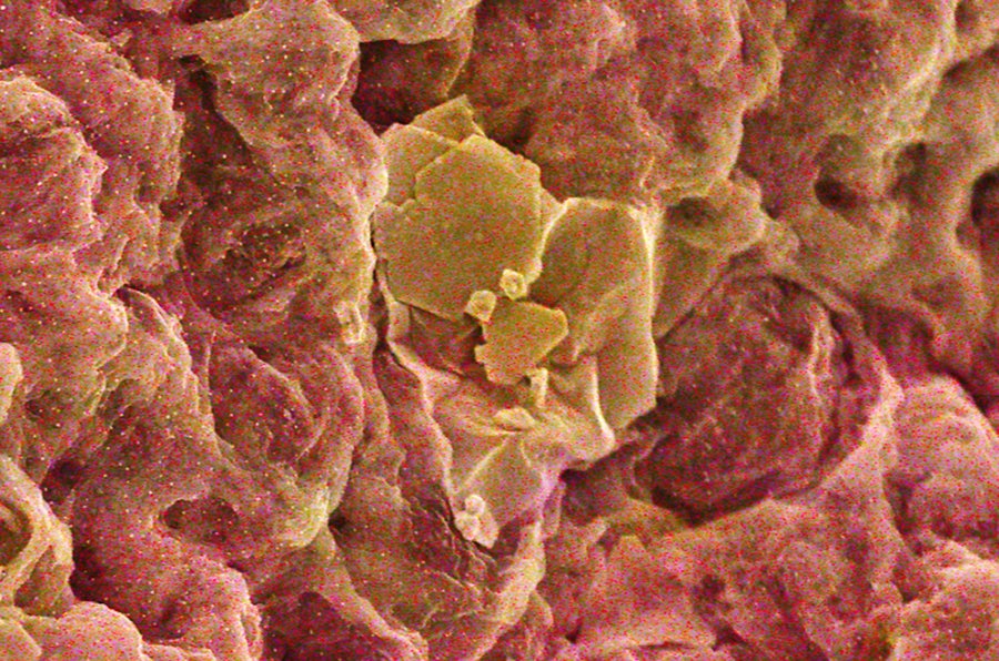 Scanning electron microscope image of Au3+ extraction and reduction by GO/Chitosan sponge. Au3+ is shown in yellow