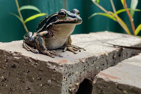 Green and gold bell frog sitting on a brick