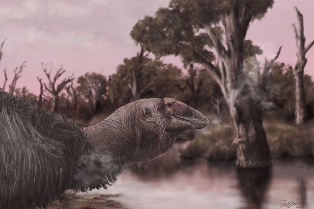 Illustration portraying a reconstruction of Genyornis newtoni at the water’s edge in a wetland or swamp-like environment