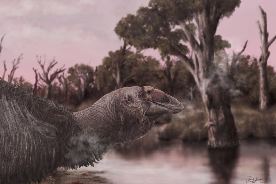 500-Pound Prehistoric Bird Was a ‘Giga-Goose,’ Fossils Reveal ...