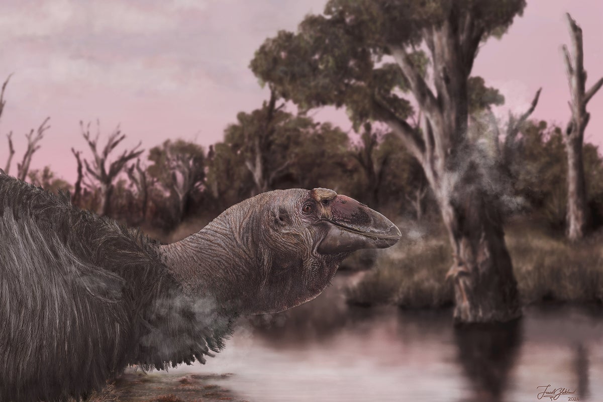 Illustration portraying a reconstruction of Genyornis newtoni at the water's edge in a wetland or swamp-like environment