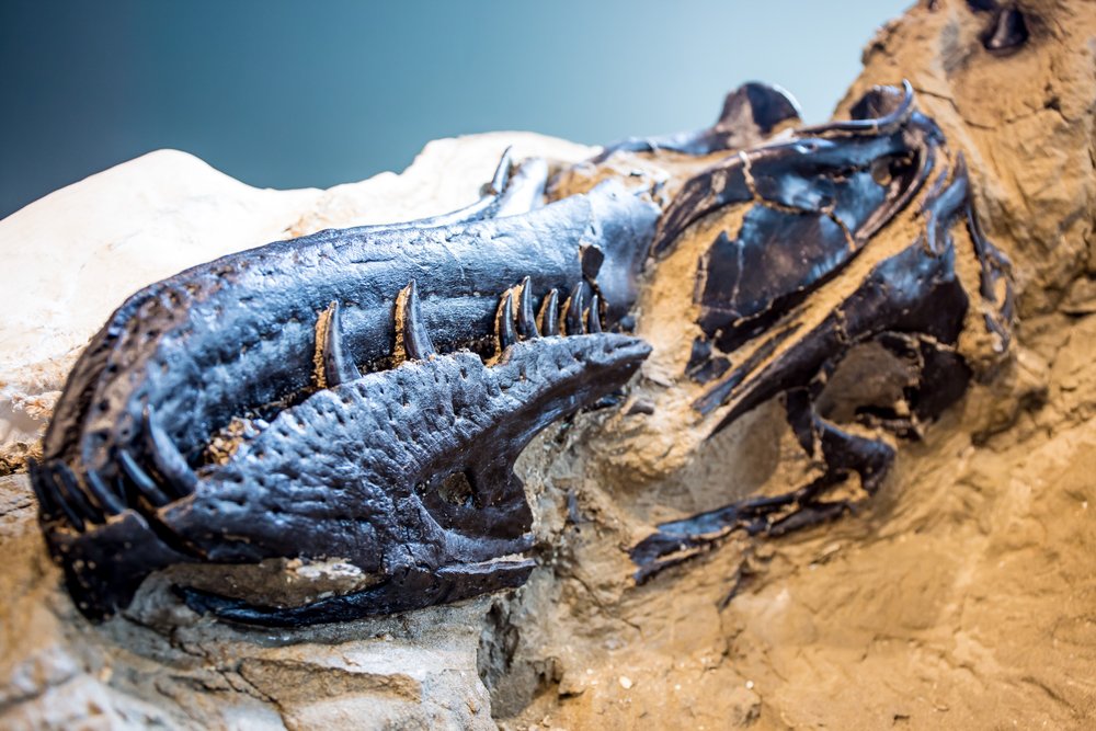 Un cráneo de dinosaurio con dientes parcialmente descubierto