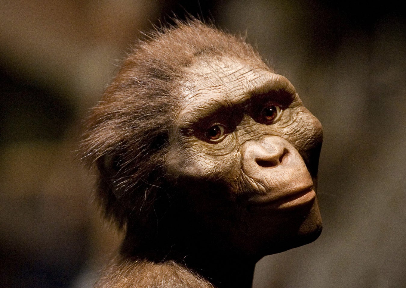 Ancient Hominin Lucy Wasn’t as Hairy as We Imagine | Scientific American