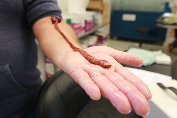 A long reddish brown worm laid out on the upturned palm and arm of Jon Allen