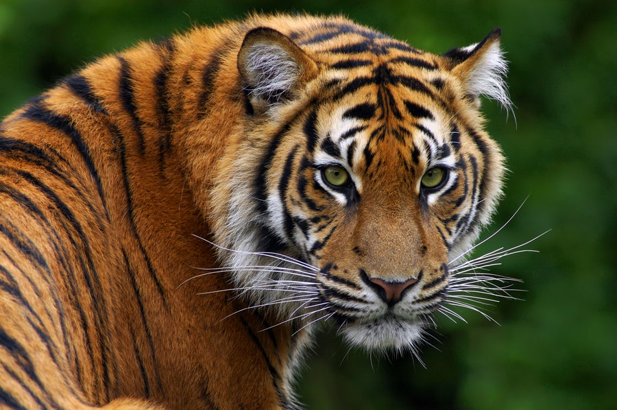 https://static.scientificamerican.com/dam/m/4120238ef6b087f7/original/Sumatran-Tiger-Panthera-tigris-sumatrae.jpg?m=1744829417.714&w=900