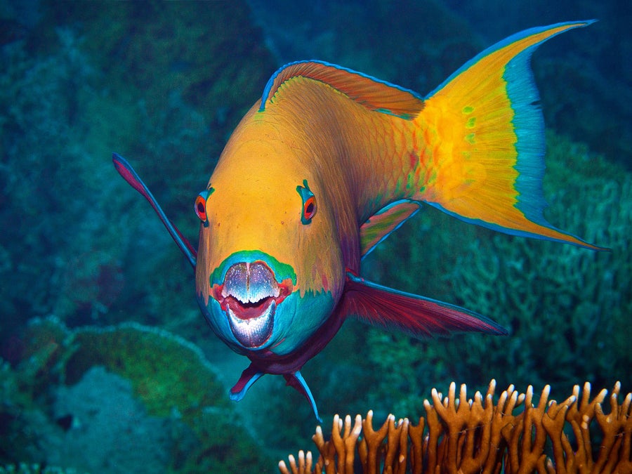 Underwater photograph of a heavybeak parrotfish (Chlorurus gibbus) in the Red Sea