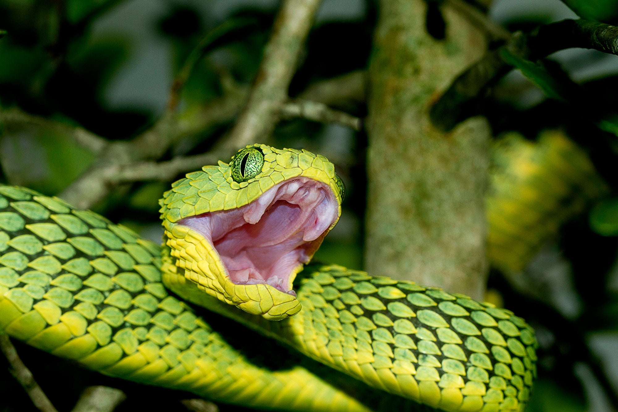 African green bush viper in a tree with open mouth