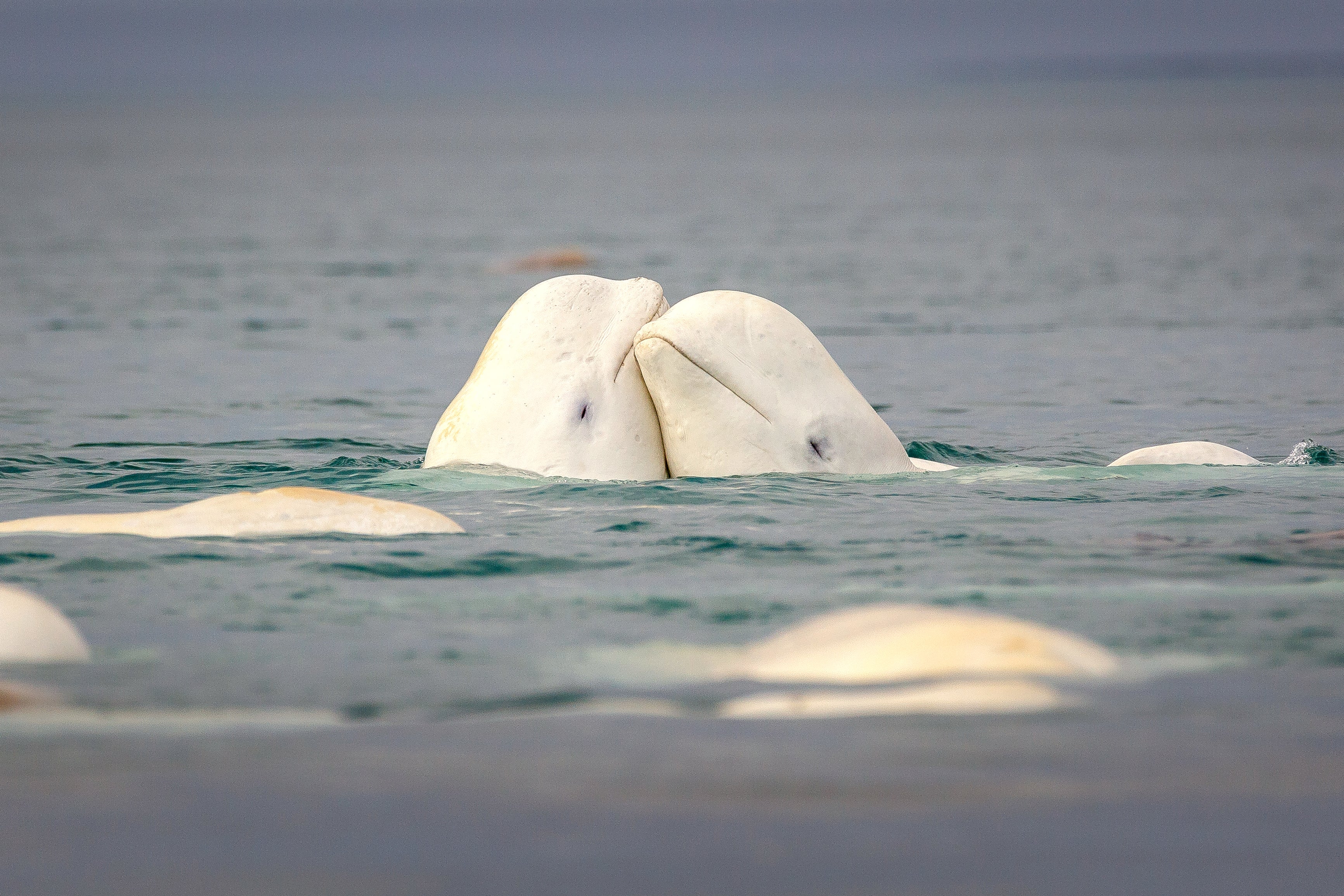 Two beluga whales touching heads