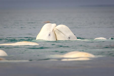 Two beluga whales touching heads