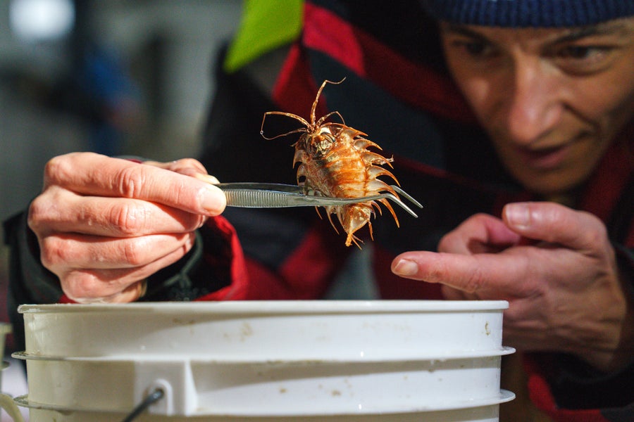 Researcher inspects a small sea creature held above a white bucket