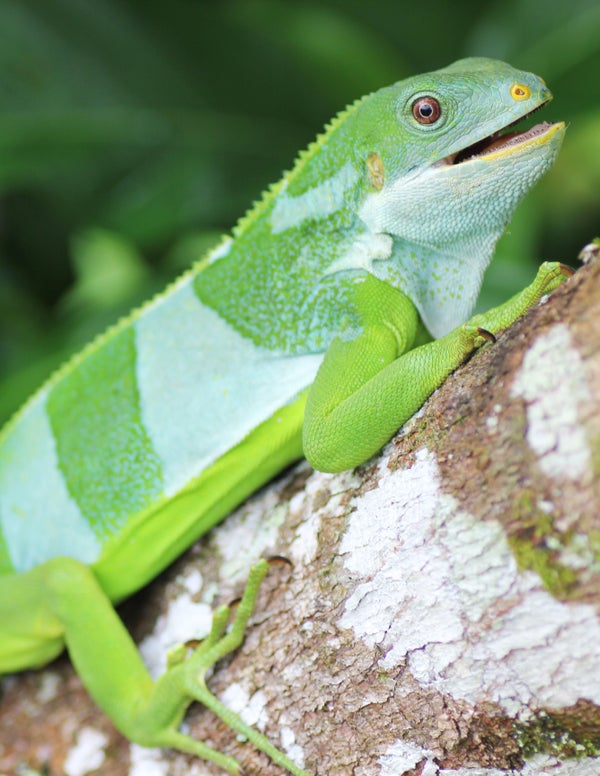 Green and white striped Iguana on a branch