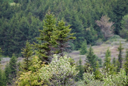 Close-up photograph with shallow depth of field, focusing on pine tree tops in the foreground against a background of out of focus pine trees in the distance.