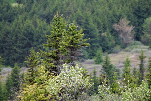Close-up photograph with shallow depth of field, focusing on pine tree tops in the foreground against a background of out of focus pine trees in the distance.
