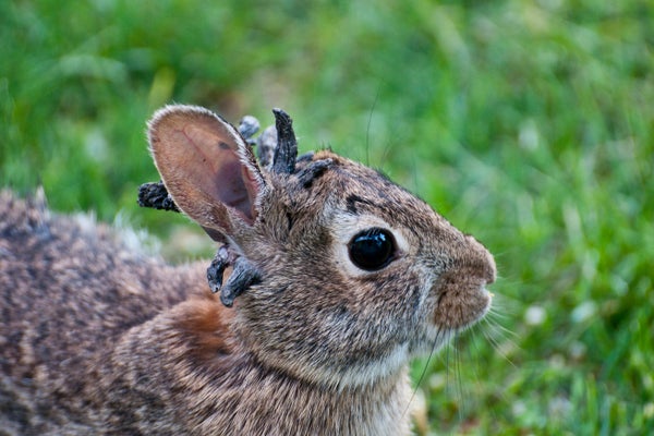 Coelho de Cottontail Oriental, com os crescimentos do vírus do Papilloma saindo de sua cabeça