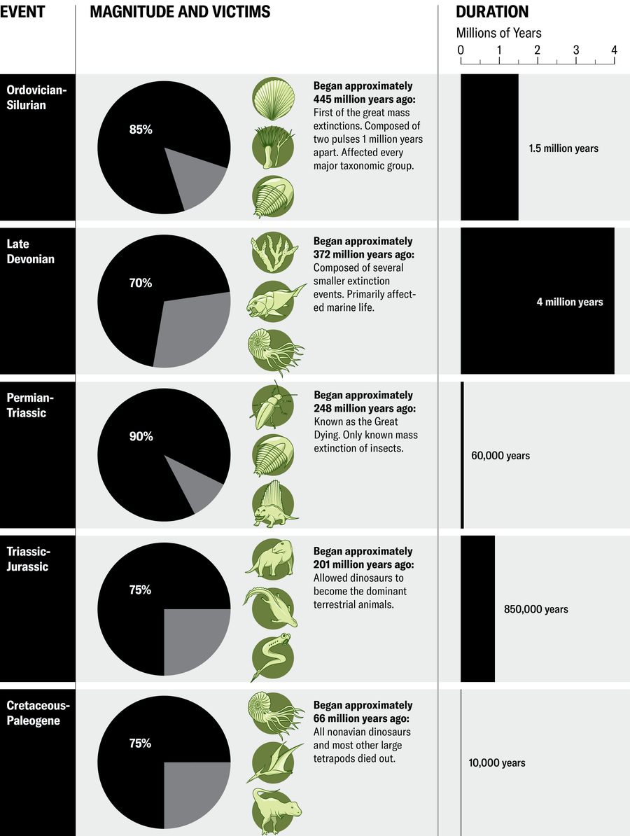 Magnitude, victims and duration of the 5 primary mass extinction events are displayed. Percent of species lost range from 70 (Late Devonian) to 90 (Permian Triassic). Duration ranges from 10,000 years (Cretaceous-Paleogene) to 4 million years (Late Devonian.)