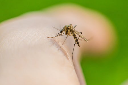 Mosquito on skin drinks blood