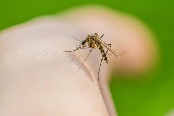 Mosquito on skin drinks blood
