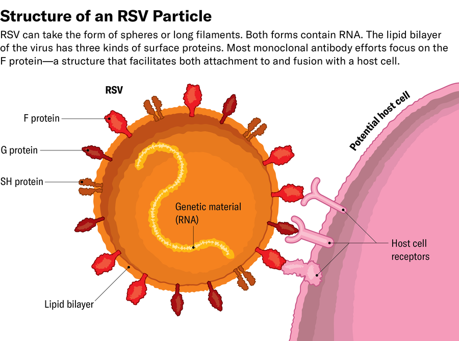 Diagram shows a spherical RSV virus that contains a strand of RNA. Its lipid bilayer has three kinds of surface proteins. Most monoclonal antibody efforts focus on the F protein—a structure that facilitates both attachment and fusion with a host cell.