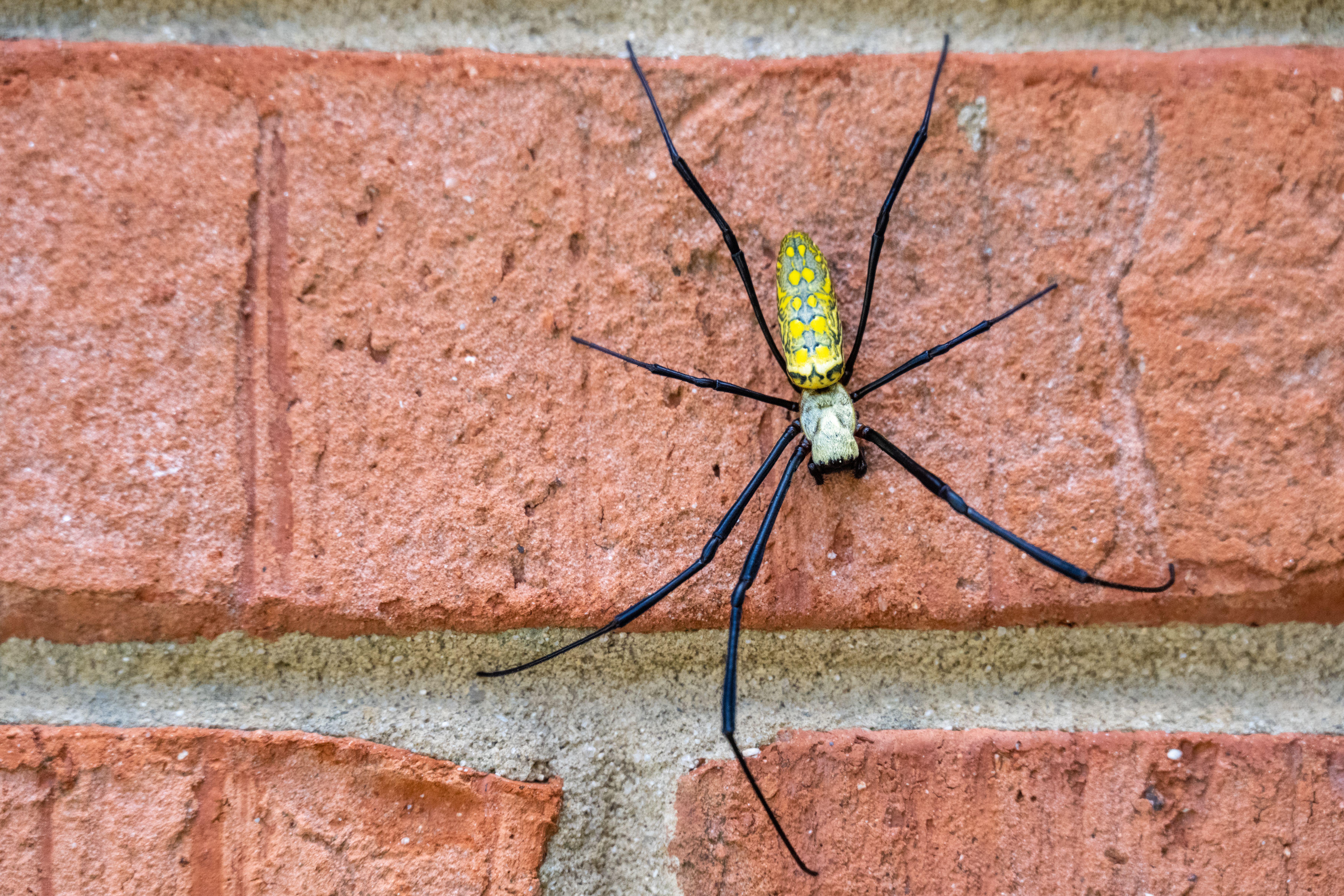 A Joro spider with a yellow and grey body and long black legs on a brick wall