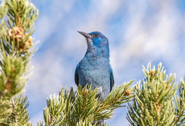 Medium sized blue bird perched on pine branch against blue sky background