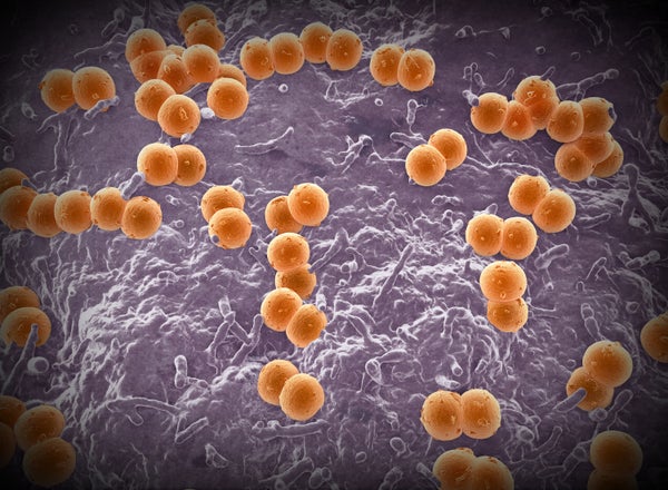 illustration of bacteria species Neisseria meningitidis which are colored orange and are spherical
