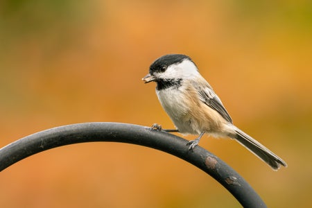 A black-capped chickadee with a nut in its beak sitting on a rail against a yellow blurred background.