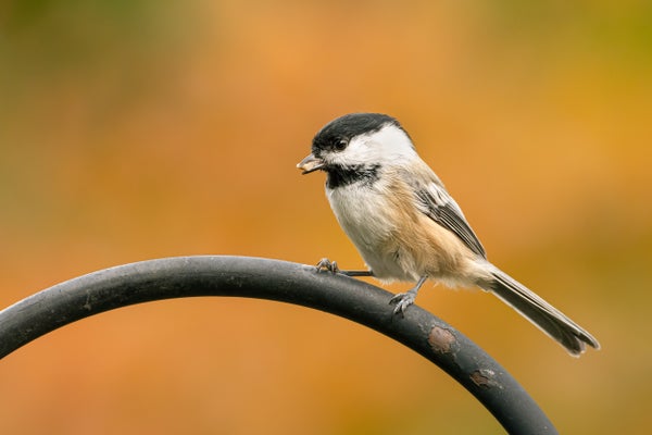 Chickadees Use Brain-Cell ‘Barcodes’ to Remember Where They Stashed Their Snacks
