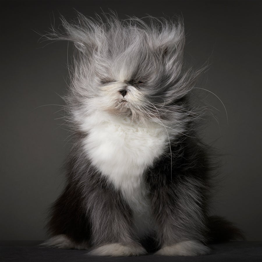 Black, white and grey cat with tiny facial features and wild, fuffy hair