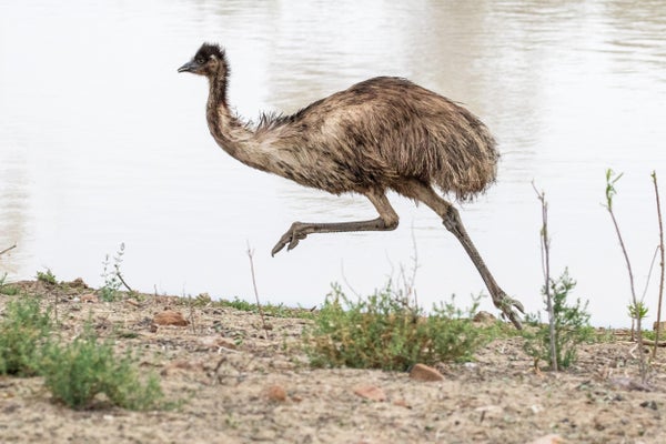 Emu running by water