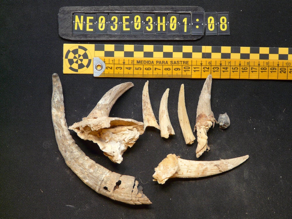 Siete cuernos de cabra puntiagudos dispuestos sobre un fondo negro.