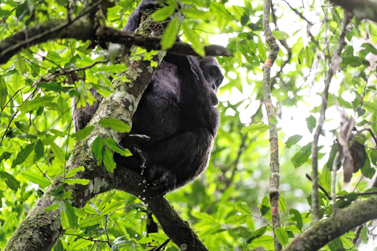 Peeing Is Contagious among Chimps